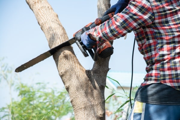 Learn More About Tree Trimming and Removal