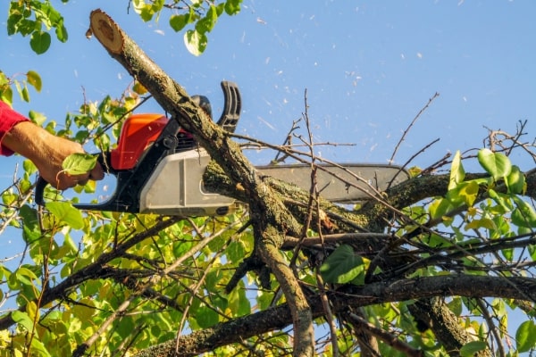 Tree Trimming and Removal Services